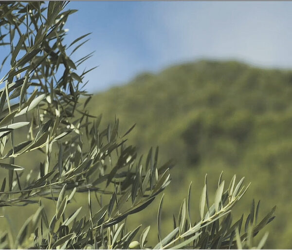 feuille d'olivier