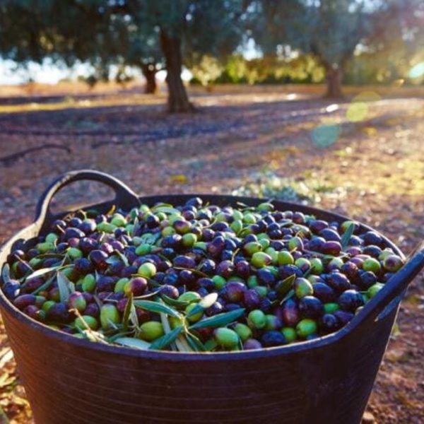La période de récolte des olives