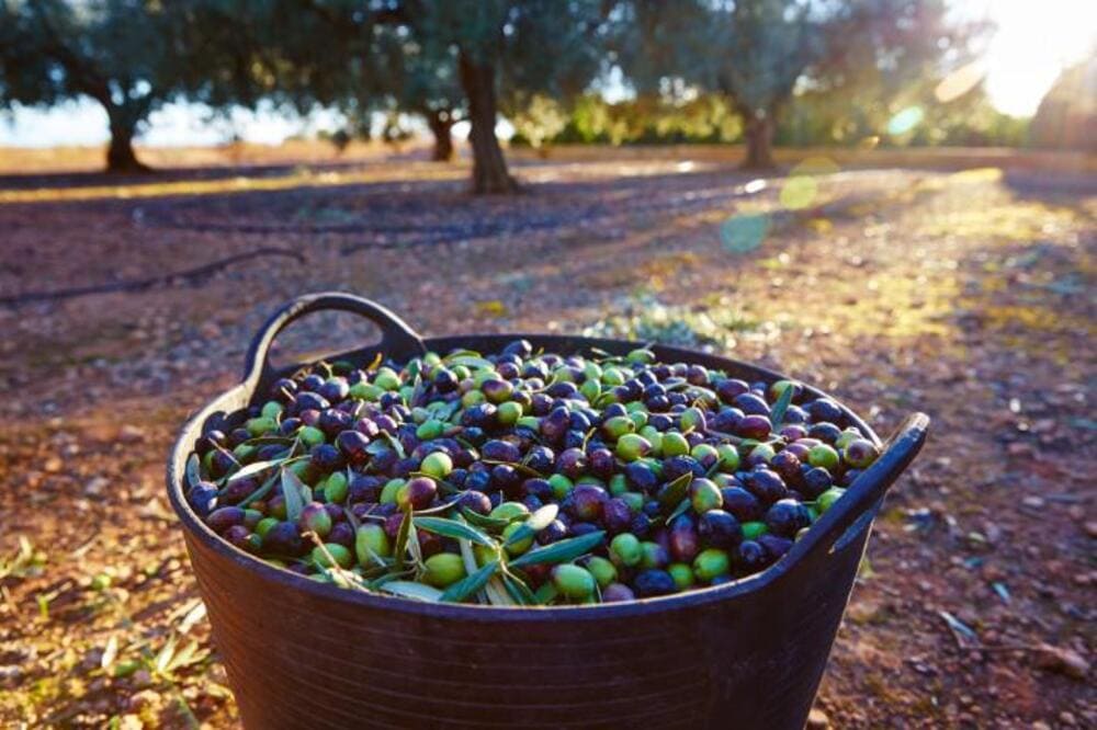 La période de récolte des olives